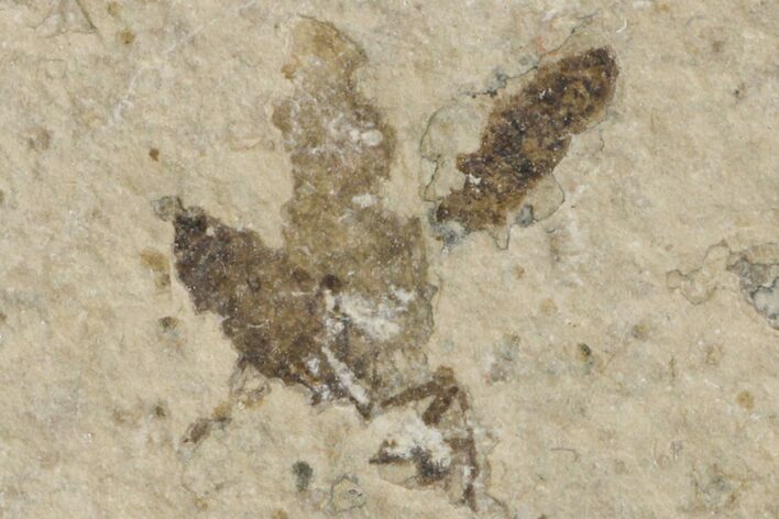 Fossil March Fly (Plecia) - Green River Formation #154510